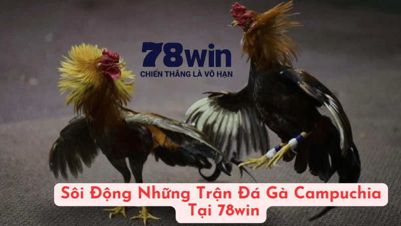 Sôi Động Những Trận Đá Gà Campuchia Tại 78win