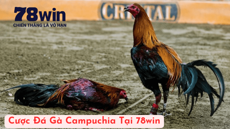 Cá Cược Đá Gà Campuchia Hiệu Quả Tại 78win