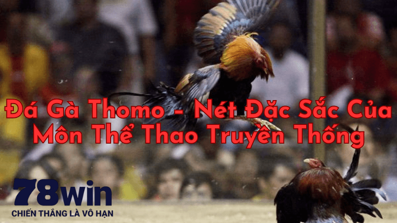 Đá Gà Thomo - Nét Đặc Sắc Của Môn Thể Thao Truyền Thống