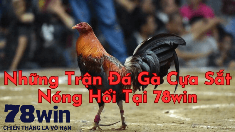 Những Trận Đá Gà Cựa Sắt Nóng Hổi Tại 78win